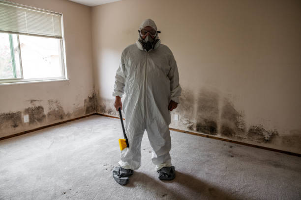 Attic Mold Removal in Loris, SC